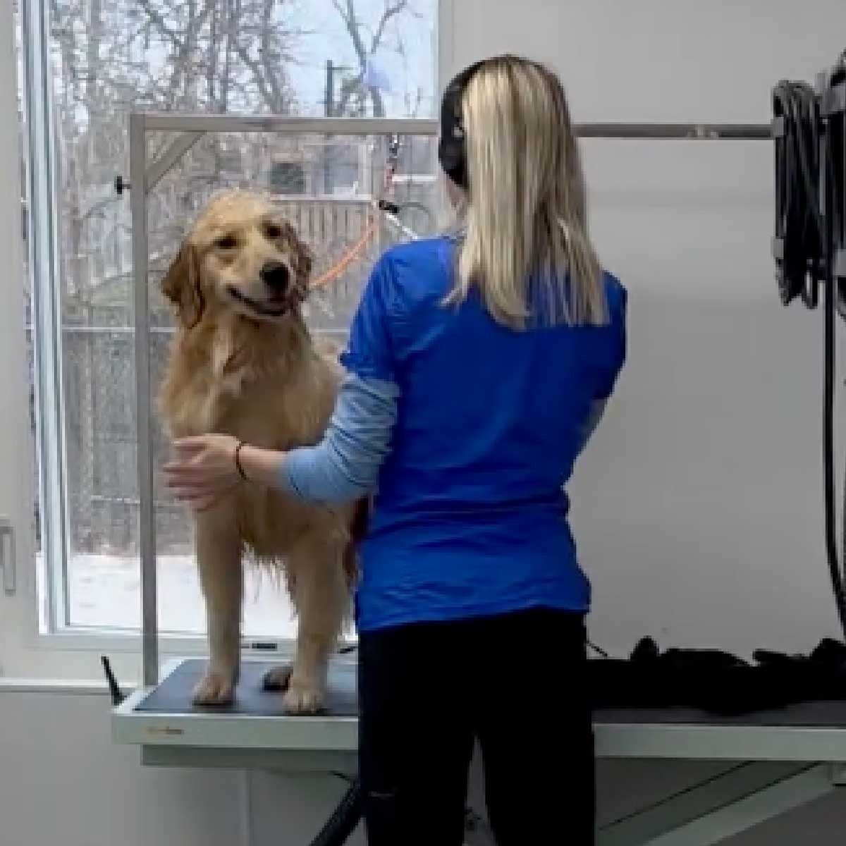 Dog Grooming Cleveland, Ohio