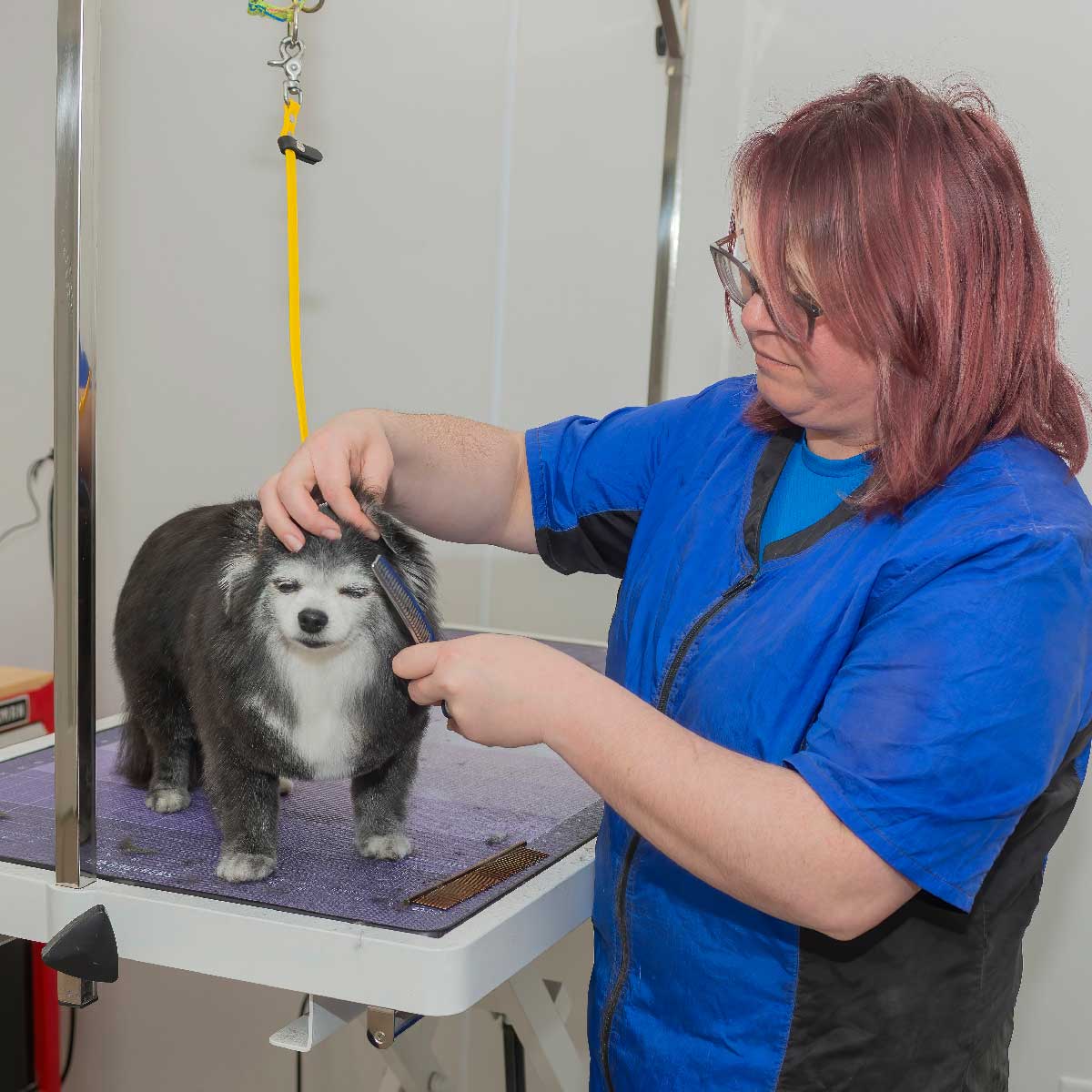 Dog Grooming Cleveland, Ohio