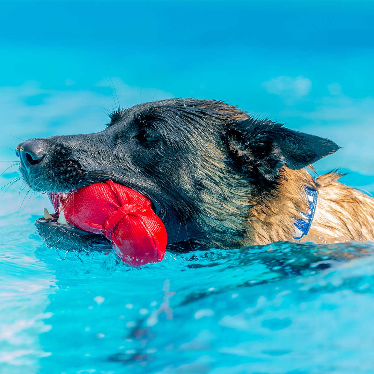 Dog Sport Training